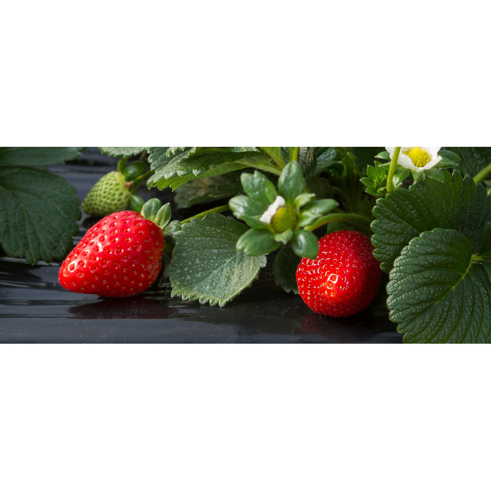 "OFFIDIUS"CONFETTURA EXTRA DI FRAGOLA SABROSA - immagine 4