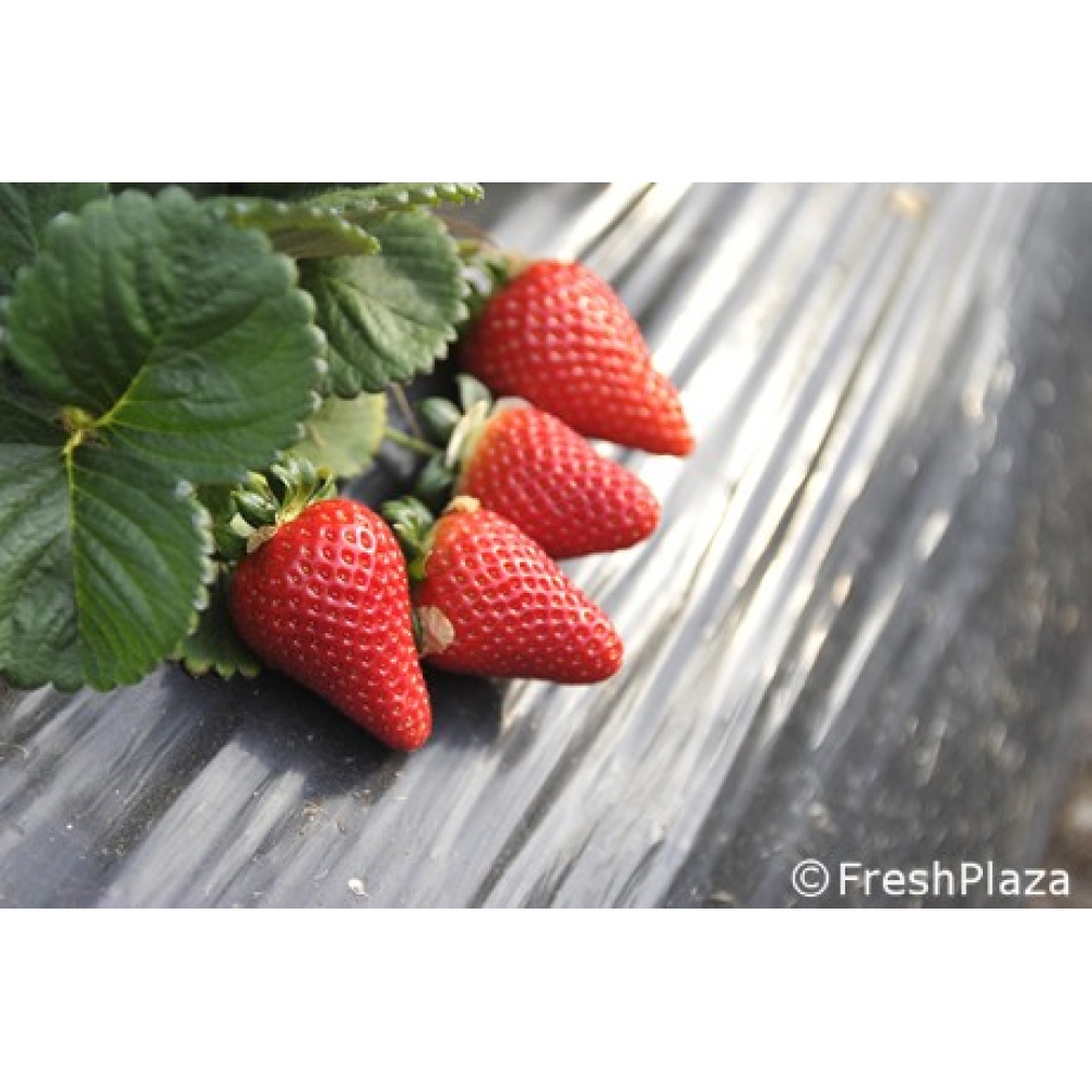 "OFFIDIUS"CONFETTURA EXTRA DI FRAGOLA SABROSA - immagine 5
