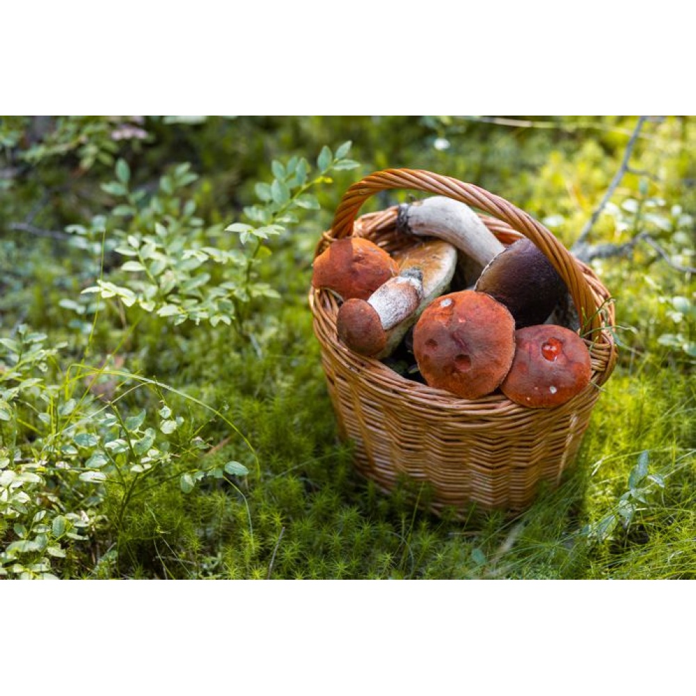 La Spora-Crema di porcini con tartufo bianco - immagine 5