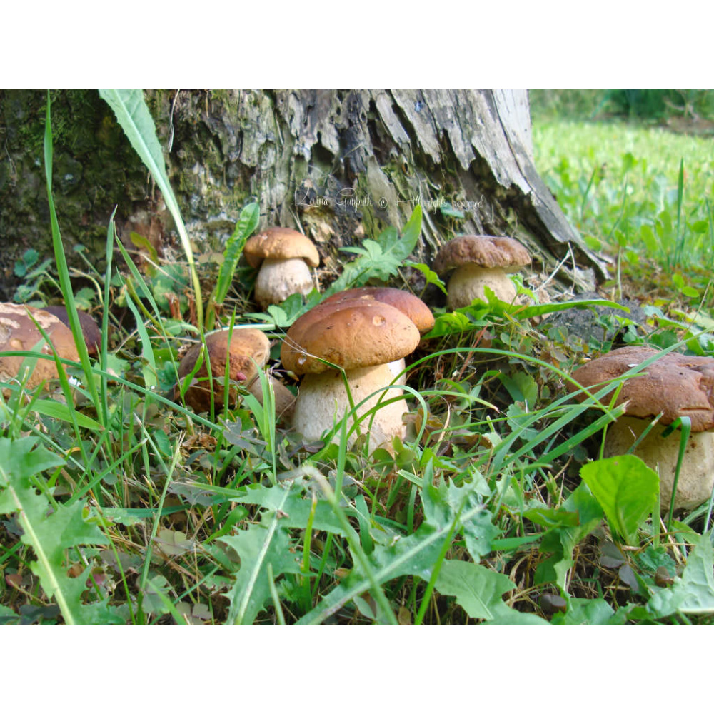 "URSINI" SUGO AI FUNGHI PORCINI - immagine 4