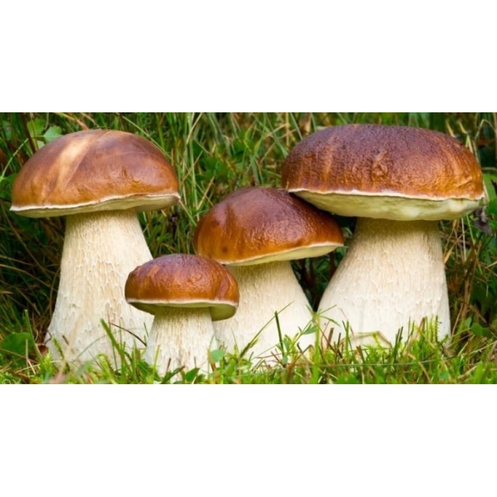 "URSINI" SUGO AI FUNGHI PORCINI - immagine 5