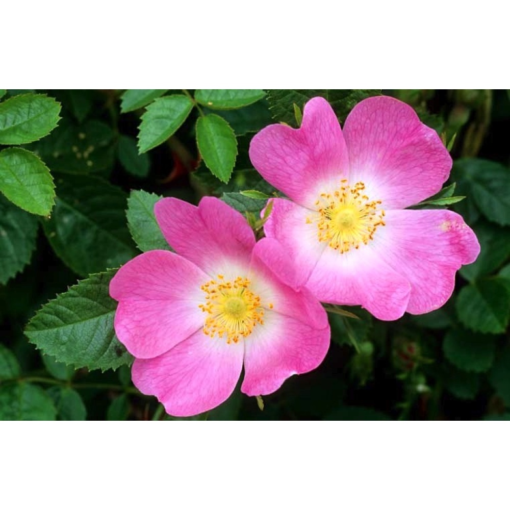 Luca Finocchio-Infuso al Miele e Rosa Canina - immagine 4