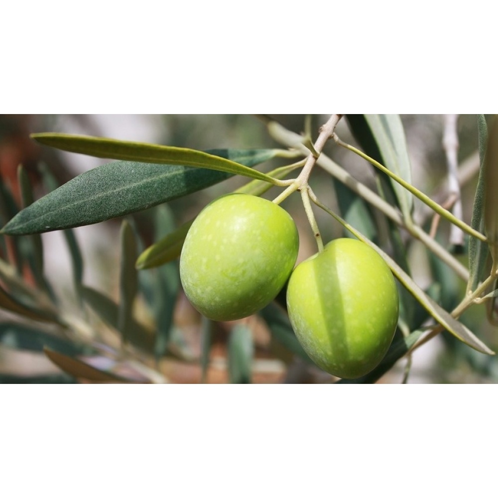 "URSINI" PESTATO DI BACCALÀ E OLIVE VERDI - immagine 6