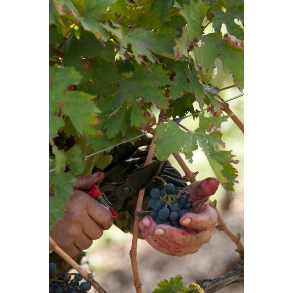 Cantine Torri-Cerasuolo D'Abruzzo DOC 4 Venti - immagine 7