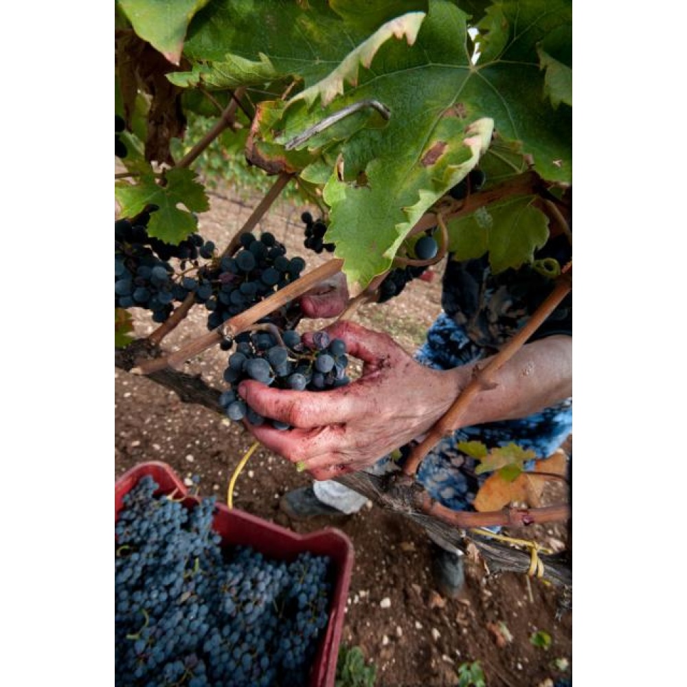Praesidium-Montepulciano d’Abruzzo Riserva doc - immagine 2
