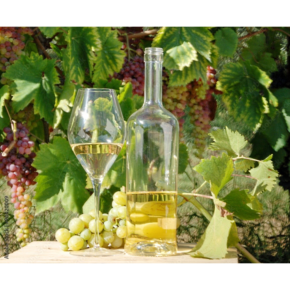 Cantine Torri-Pecorino DOC - immagine 4