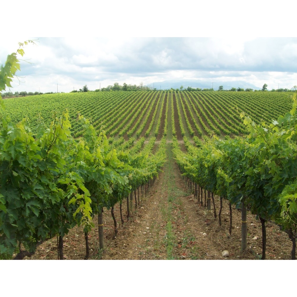 Cantine Torri-Montepulciano D'Abruzzo DOC Riserva - immagine 5