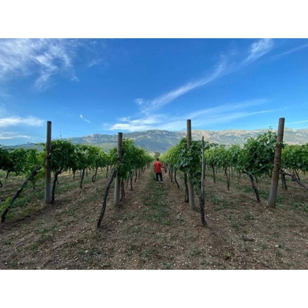 Azienda agricola-Estroversa "Rosato" - immagine 3