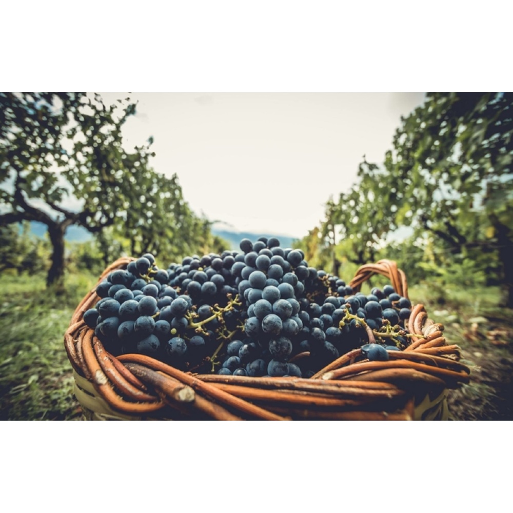 "OFFIDIUS"Confettura di Uva Montepulciano - immagine 2