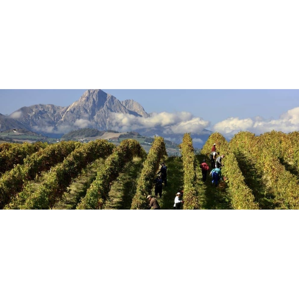 Torre dei Beati-Pecorino D'Abruzzo DOC - immagine 3