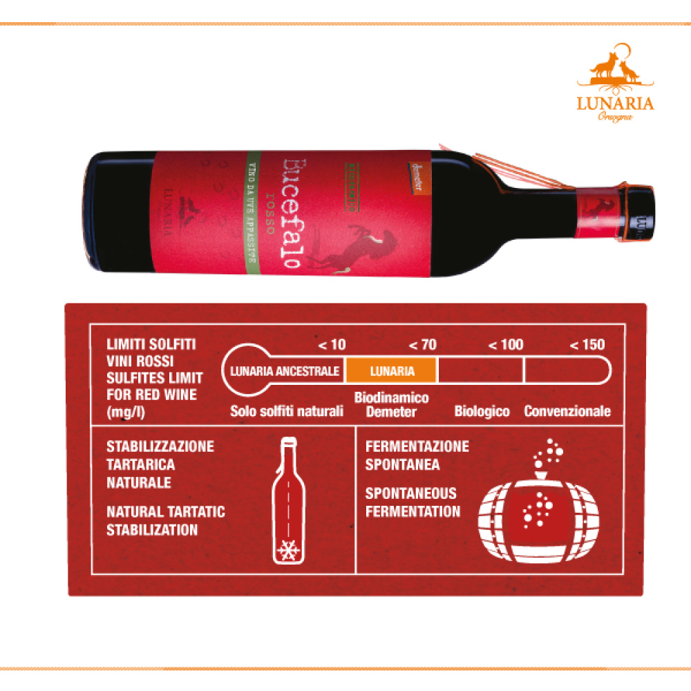 Bio Cantina Orsogna-Lunaria Bucefalo rosso vino da uve appassite - immagine 3