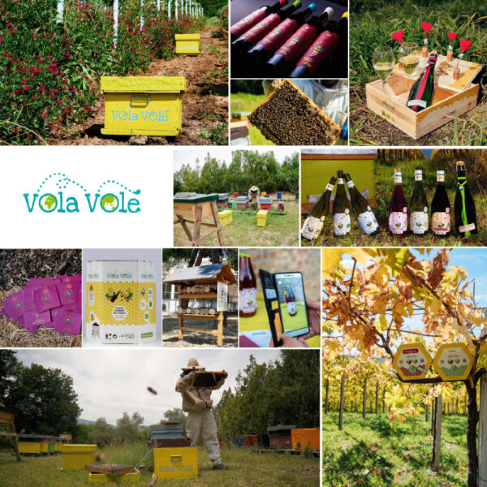 Bio Cantina Orsogna-VolaVolé Pecorino d’Abruzzo - immagine 3