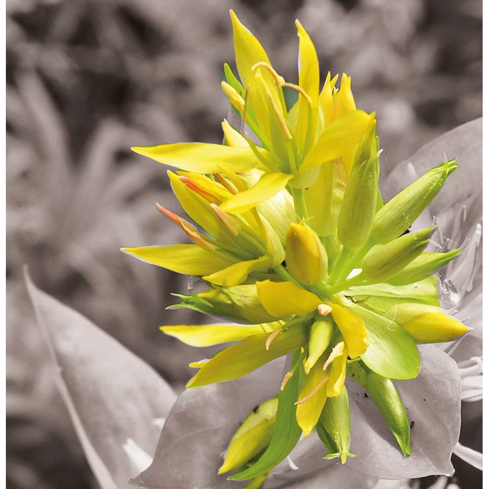 Paesani Liquori-Genziana cl.50 - immagine 4