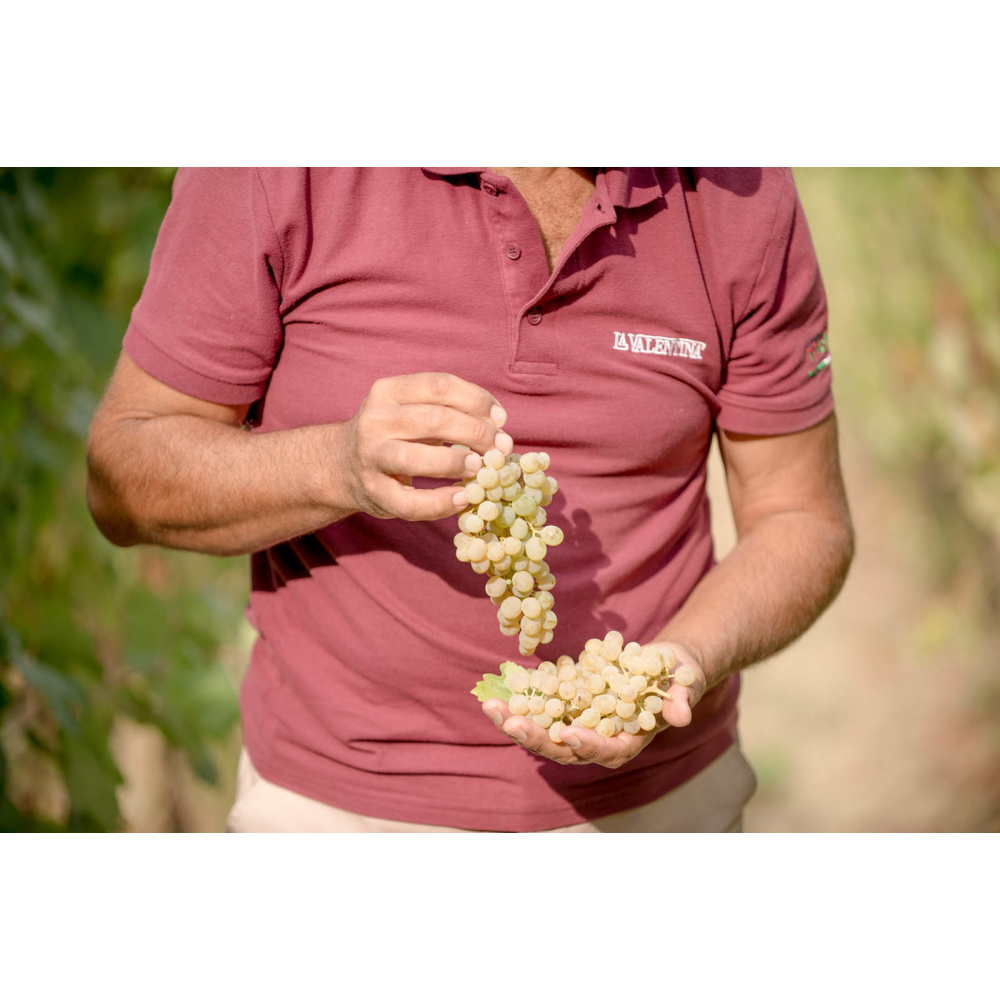 La Valentina-Montepulciano D'Abruzzo DOC - immagine 3