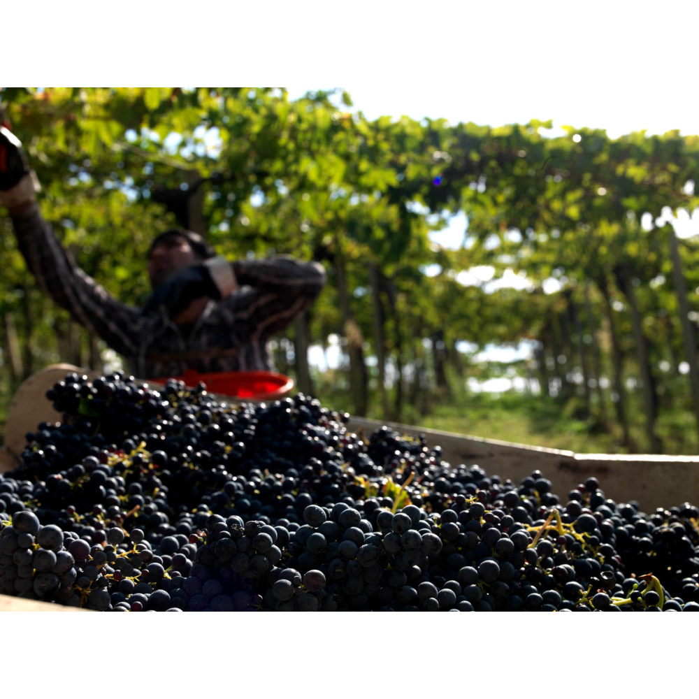 La Valentina-Montepulciano D'Abruzzo DOC - immagine 2