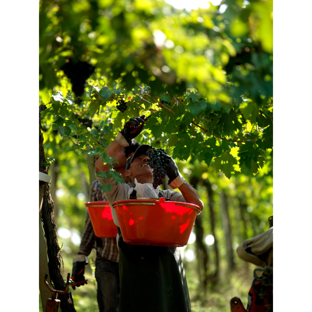 La Valentina-Montepulciano D'Abruzzo DOC - immagine 3