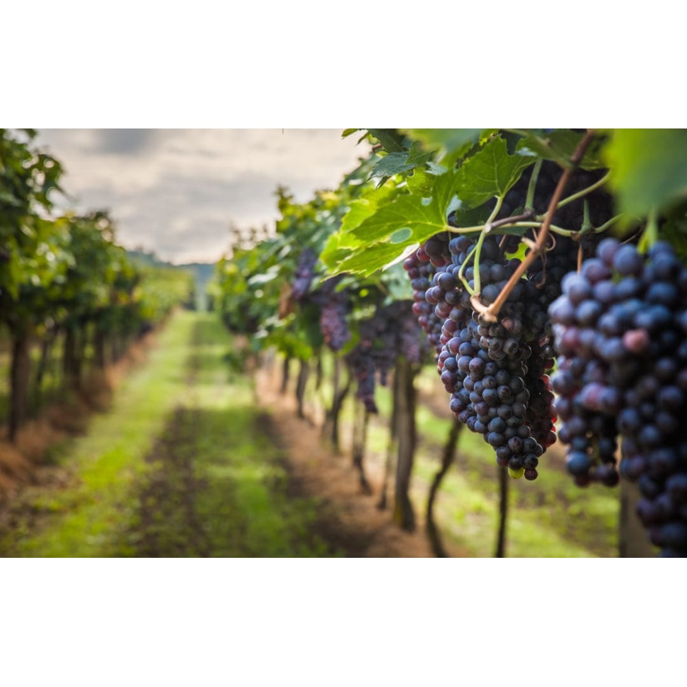 Praesidium-Montepulciano d’Abruzzo Riserva doc - immagine 3