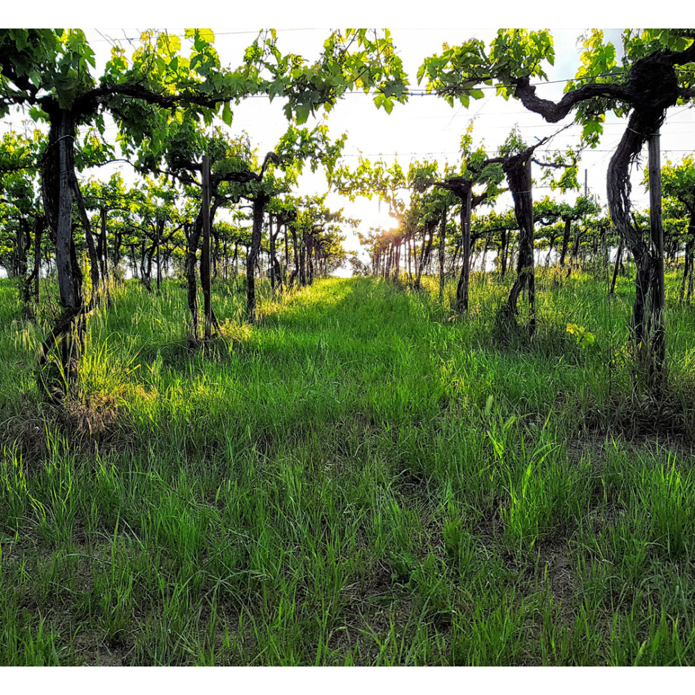 Cantine Spinelli-Montepulciano D'Abruzzo DOC - immagine 2