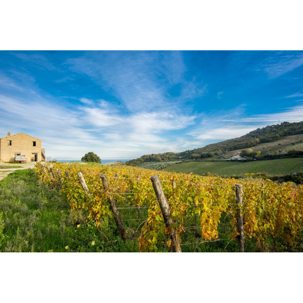 Massetti Francesco-Trebbiano Colli Aprutini - immagine 2