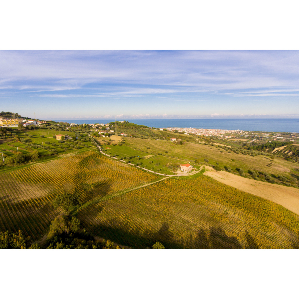 Massetti Francesco-Montepulciano D'Abruzzo DOC - immagine 2