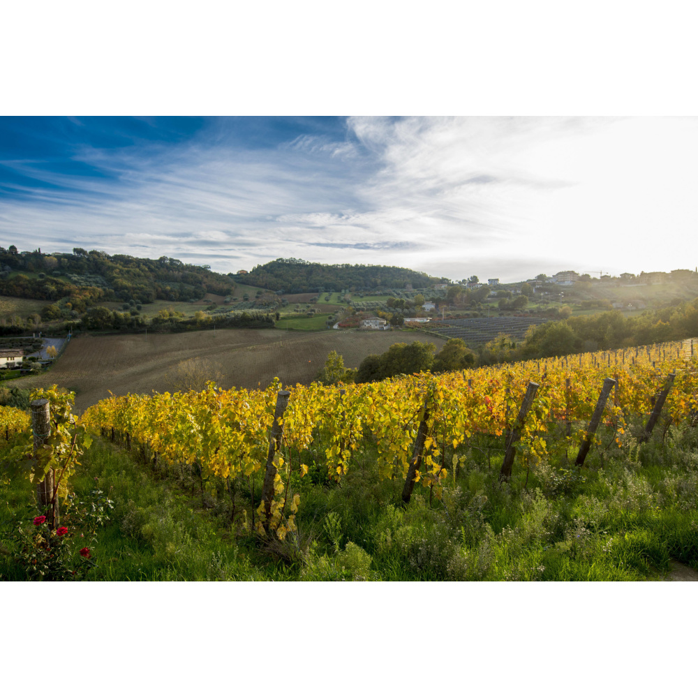 Massetti Francesco-Trebbiano D'Abruzzo DOC - immagine 2