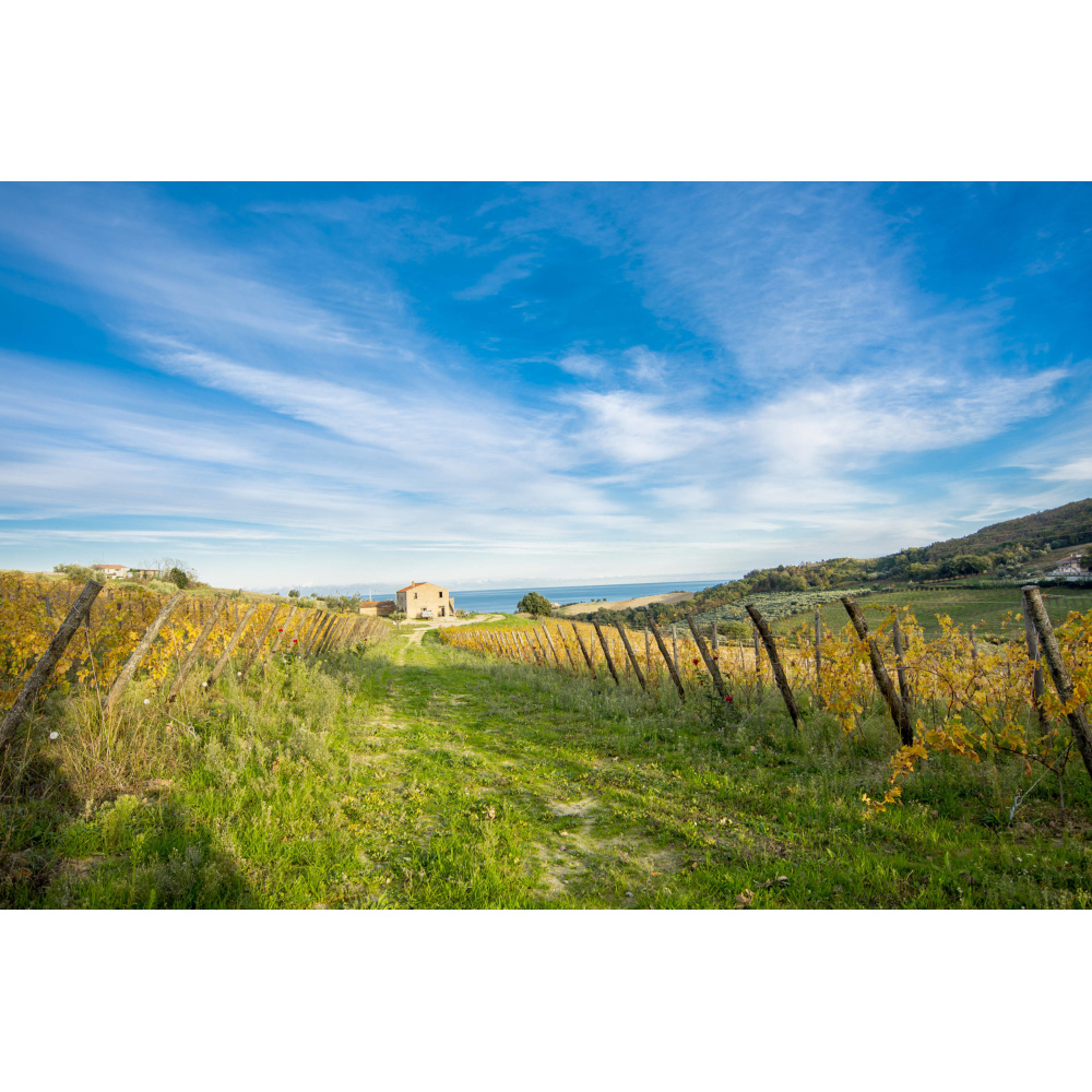 Massetti Francesco Montepulciano Selezione Luigi 2017 - immagine 3