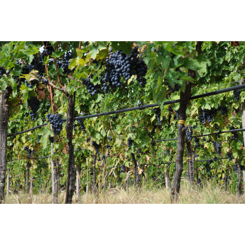 AgriCosimo-Montepulciano D'Abruzzo DOC - immagine 2