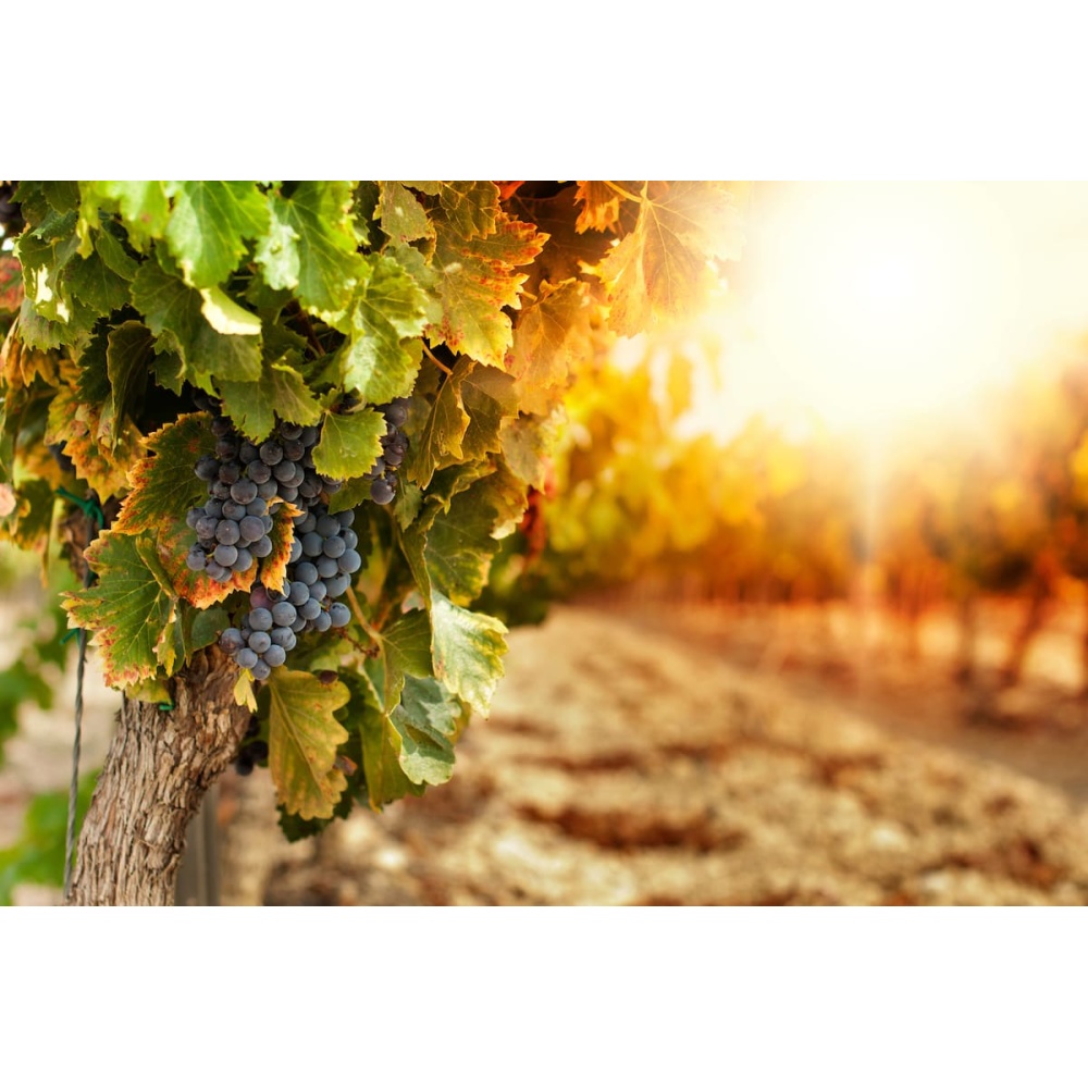 Terra D'Aligi-Montepulciano D'Abruzzo DOC - immagine 2