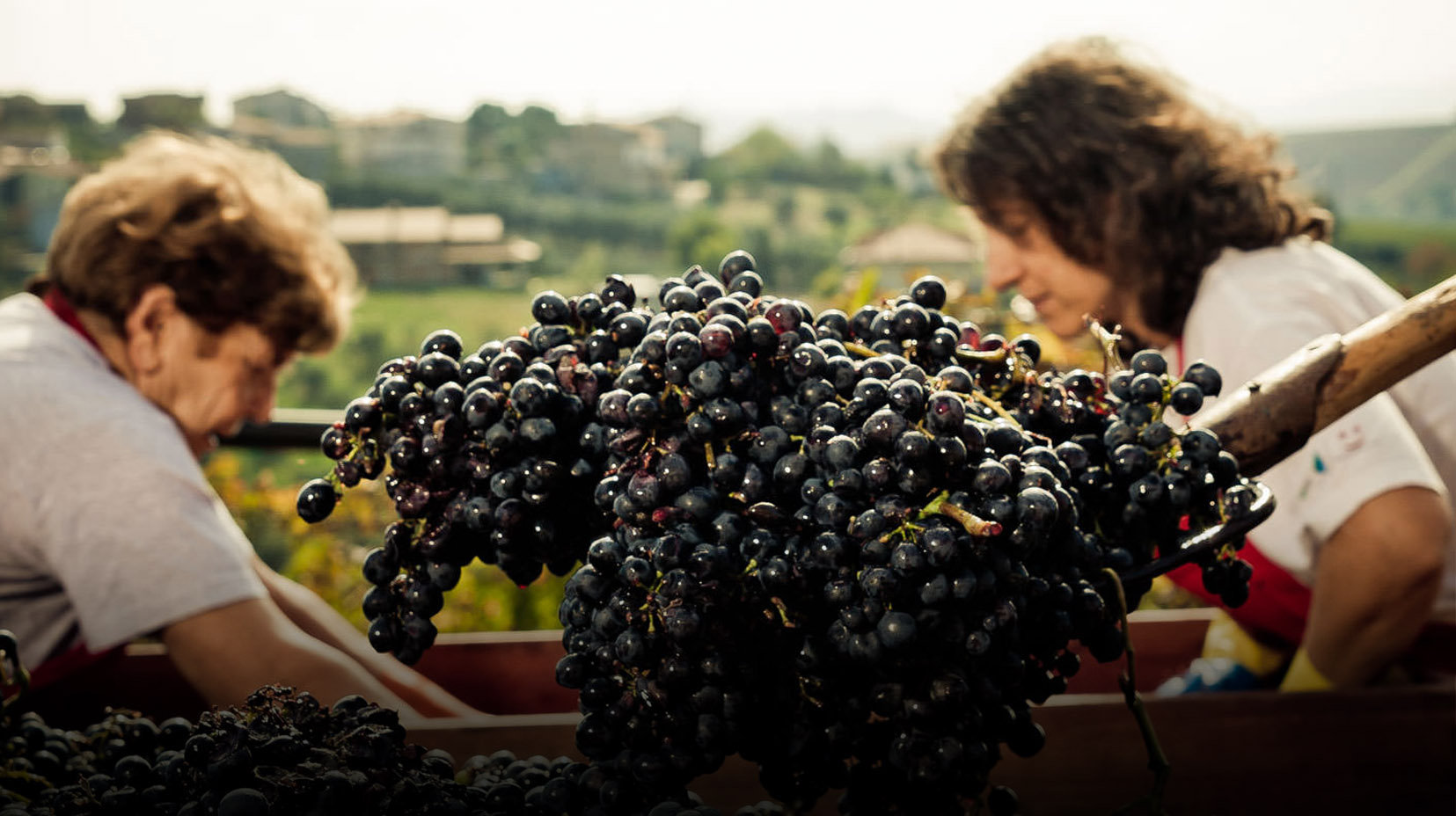 "Emidio Pepe" Montepulciano annata 2003 - immagine 2